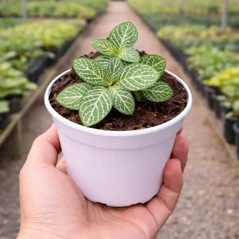White Nerve Plant